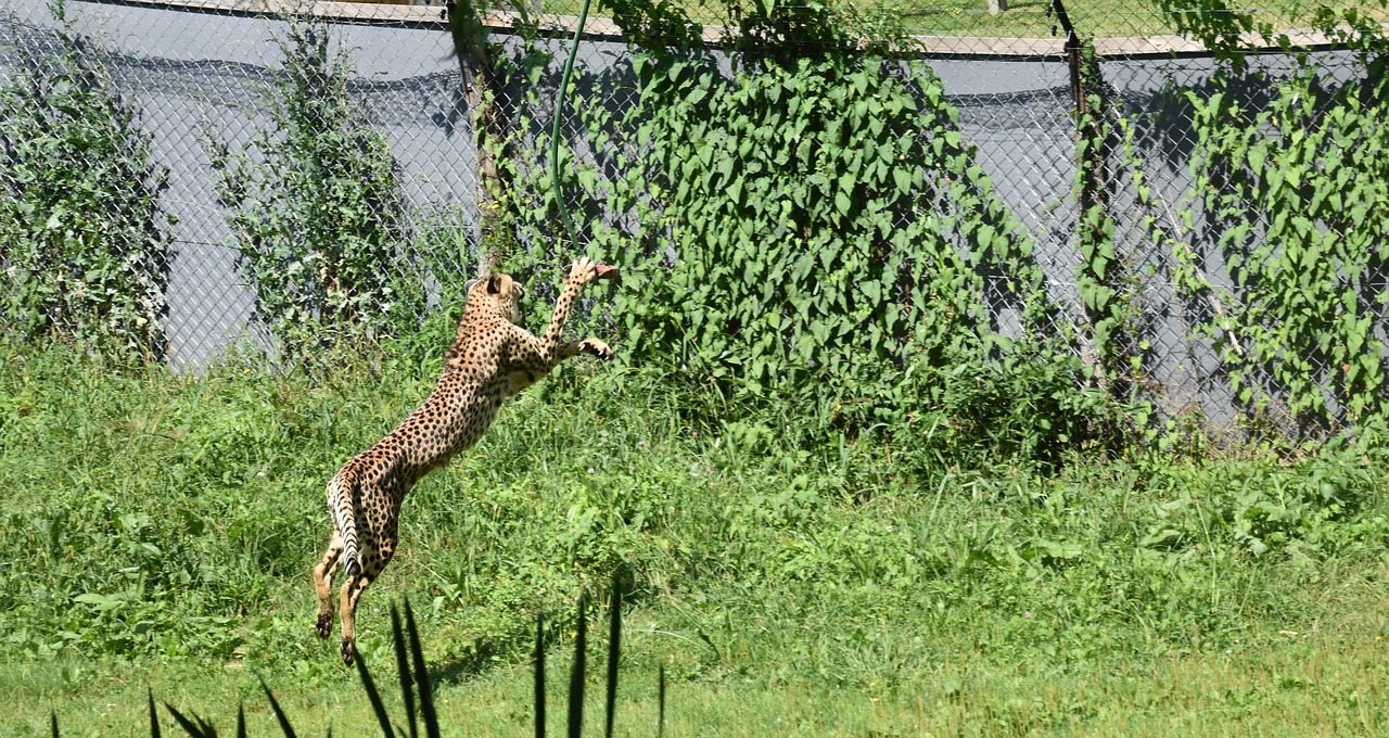猎豹，草原中的最大受气包
