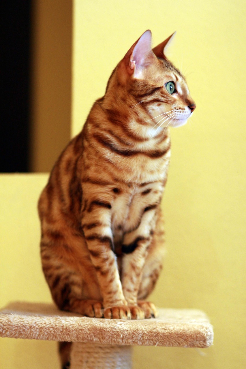 猫言猫语，假如猫咪也有微信签名